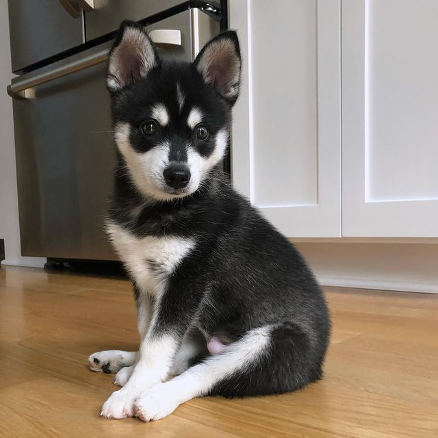 Klee kai puppies for sale california price