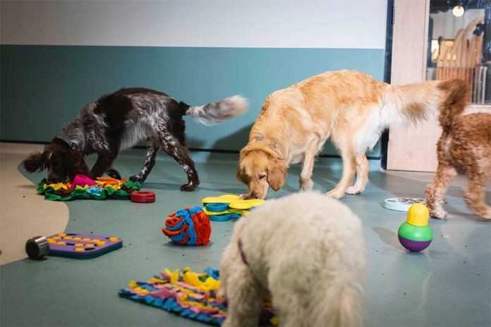 imgi_213_Wag-works-1-696x464