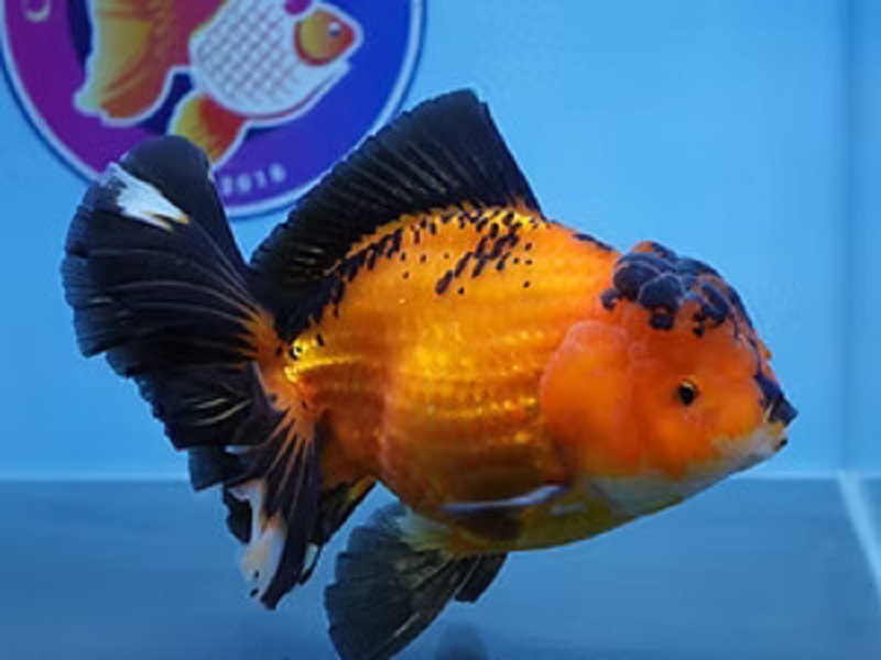 Fish Store in Austin