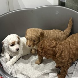 3-gorgeous-cavapoo-puppies-3388__w274_h274