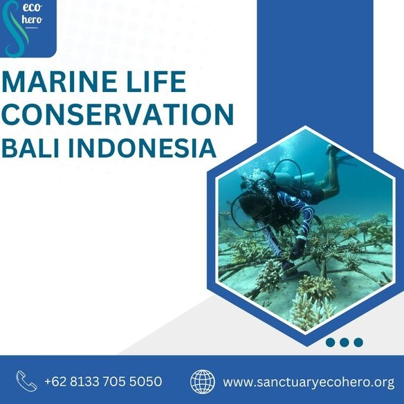Marine life conservation Bali Indonesia