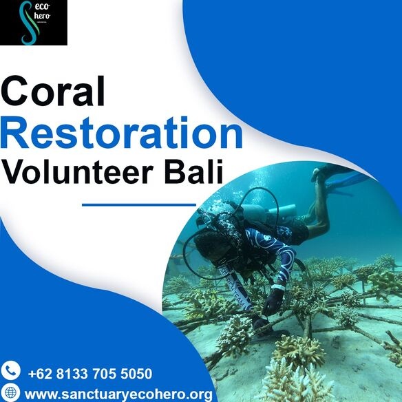Coral restoration volunteer Bali