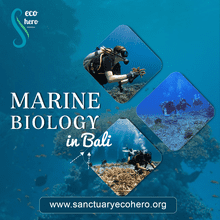 Marine biology in Bali