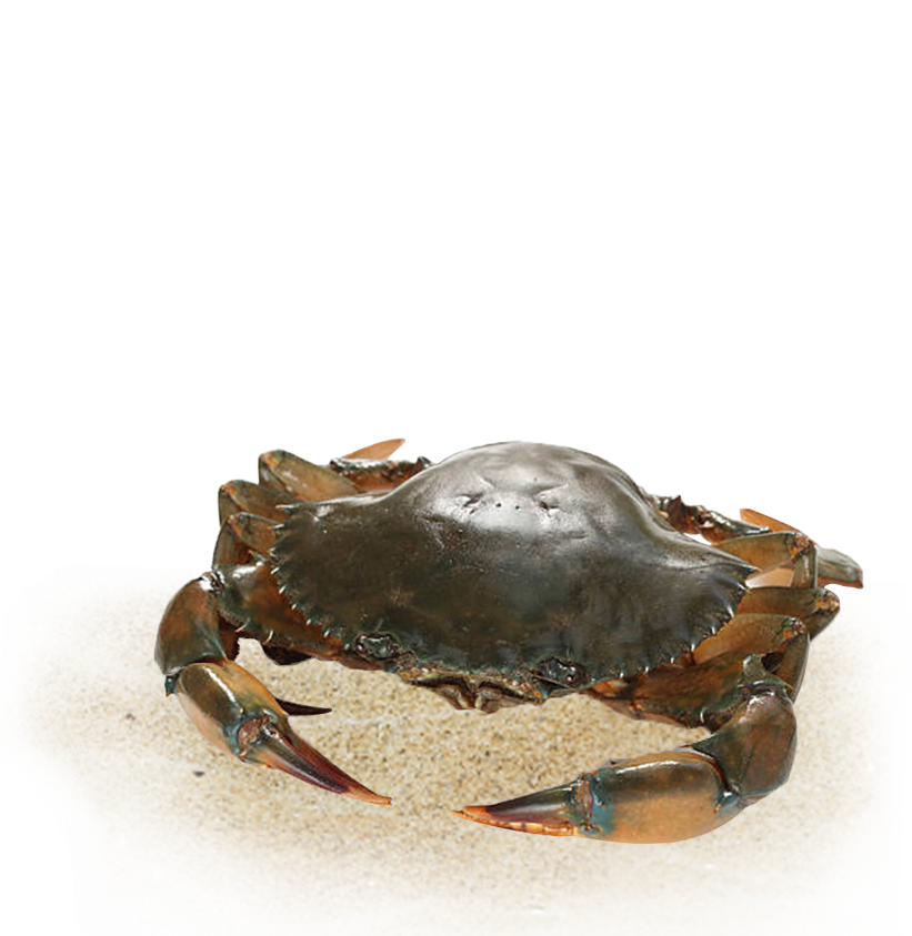 astroaquaculture