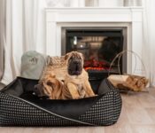 Oh-Charlie-Square-Dog-Bed-Prestige-Deluxe-Dog-Bed-Oh-Charlie-Silver-Circle-Pets-q3v_1800x1800