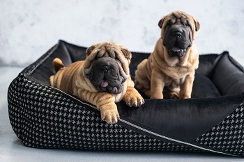 Oh-Charlie-Square-Dog-Bed-Prestige-Deluxe-Dog-Bed-Oh-Charlie-Silver-Circle-Pets-n1k_1800x1800