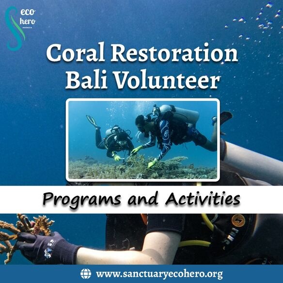 Coral Restoration Bali Volunteer Programs and Activities