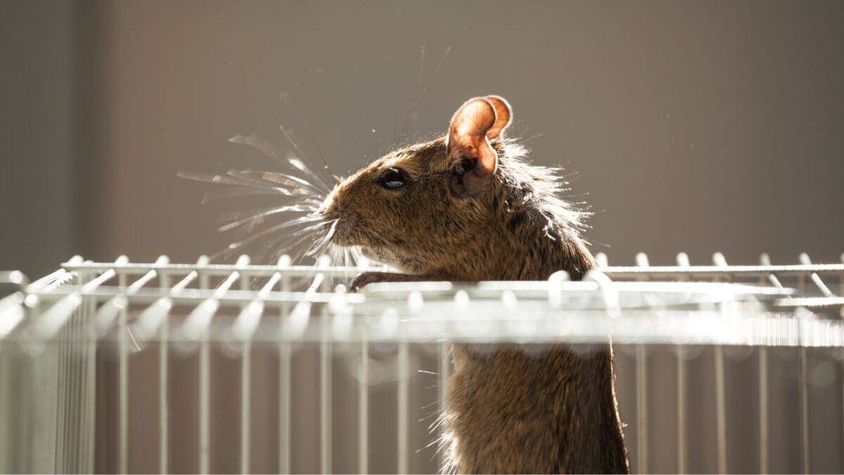 Rodent Control Gurgaon