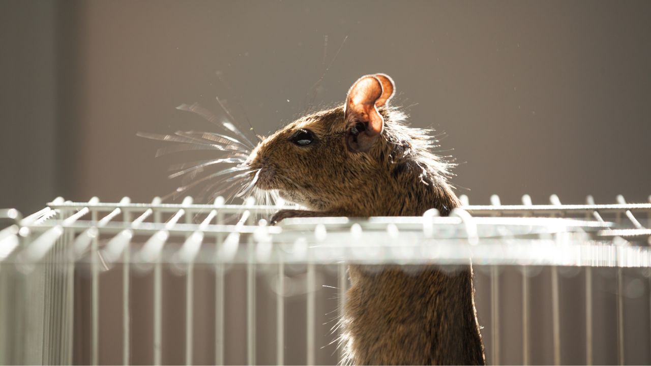 Rodent Control Gurgaon