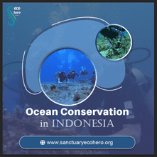Ocean Conservation in Indonesia
