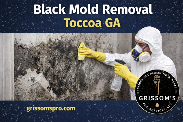 Black Mold Removal Toccoa GA
