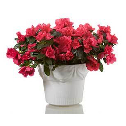 14-Potted-Azaleas