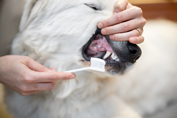 dentalhealth