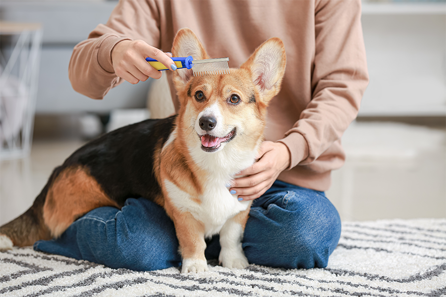 Rockwall Pet Grooming