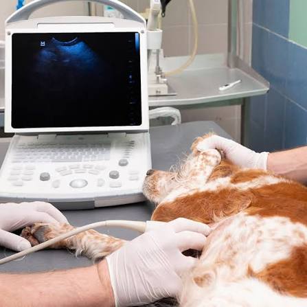 Pet-ultrasound-ads