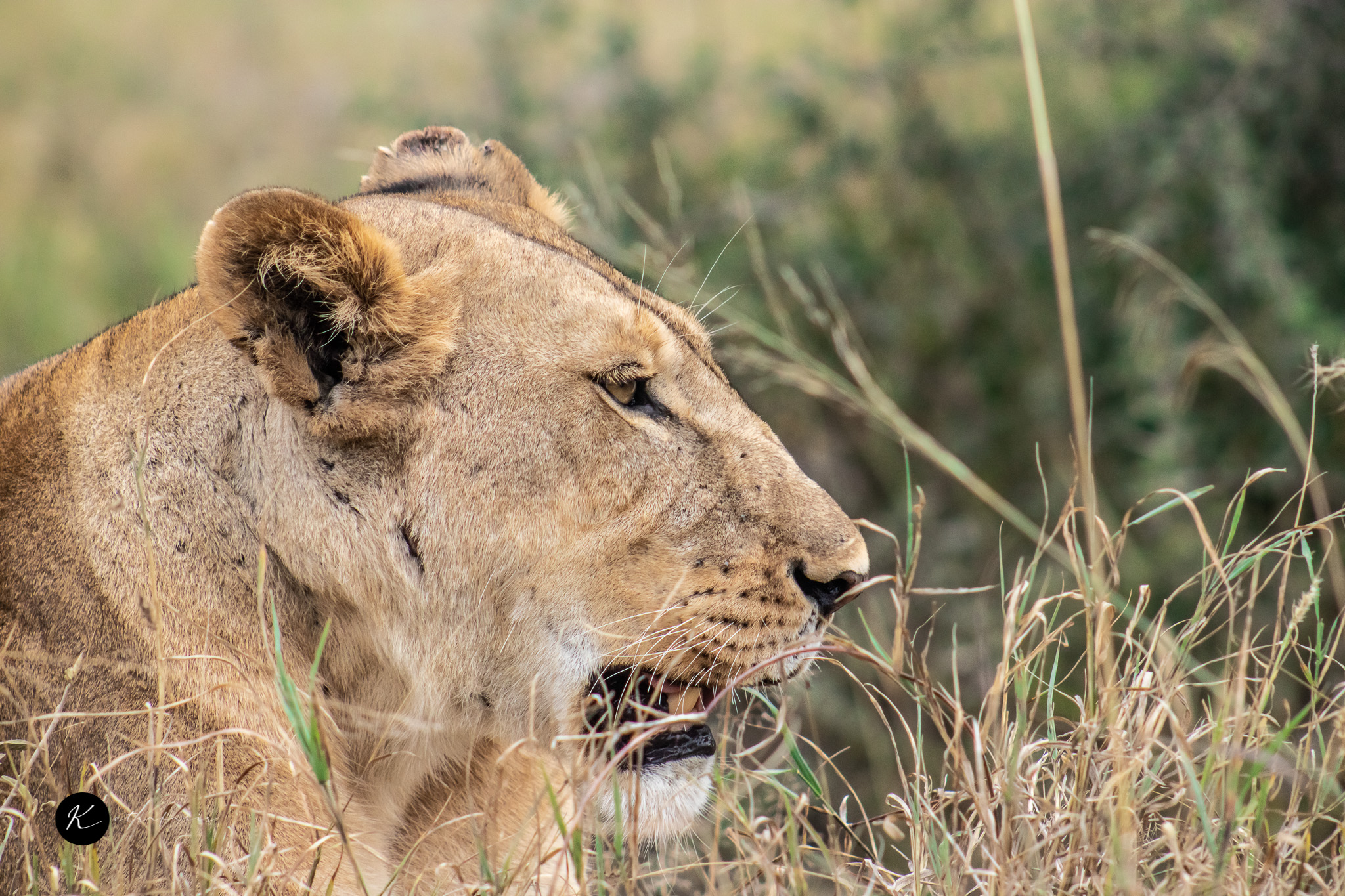 ketsafaris.com-Tanzania-3