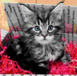 maine coon breeders in maine