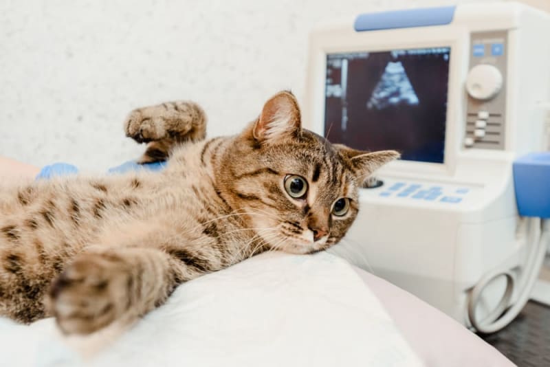 Ultrasound clasified