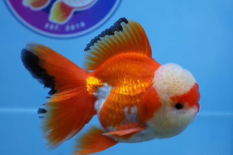 Best Fancy Goldfish in Austin