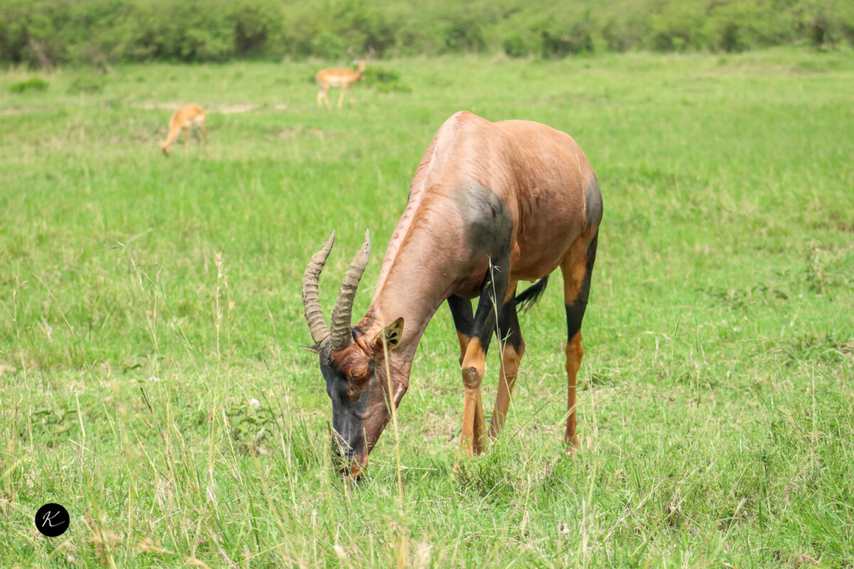 ketsafaris.com-Masai Mara