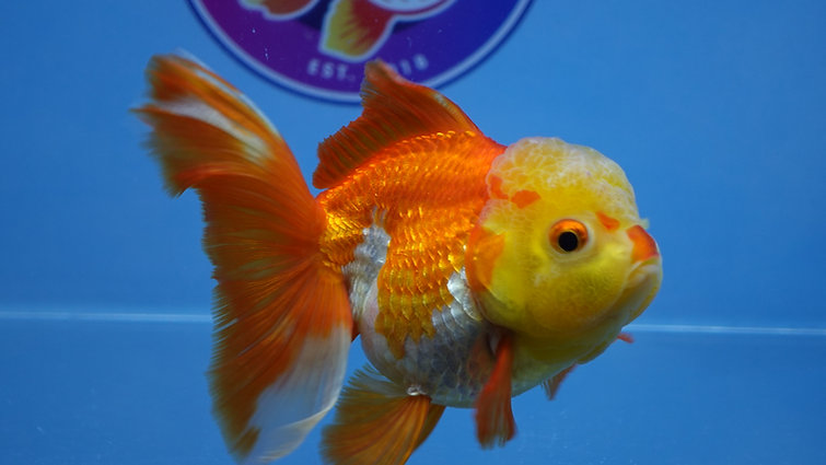 High Quality Fancy Goldfish