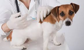 Vacctination clasified