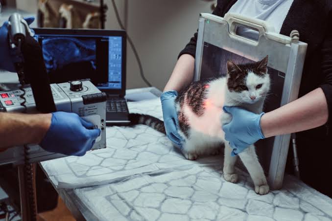 Cat x ray
