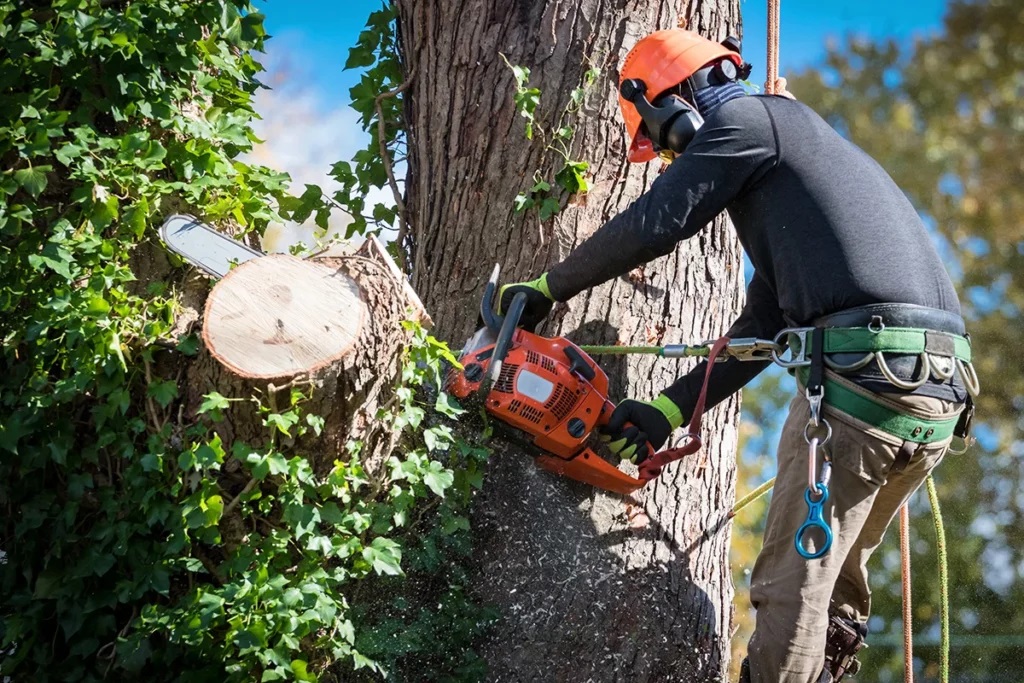 tree-removal-batemans-bay