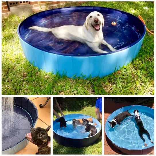Dog pool