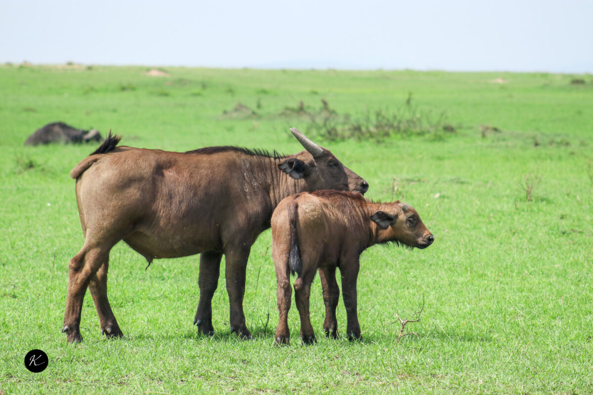 ketsafaris.com-Masai Mara-49