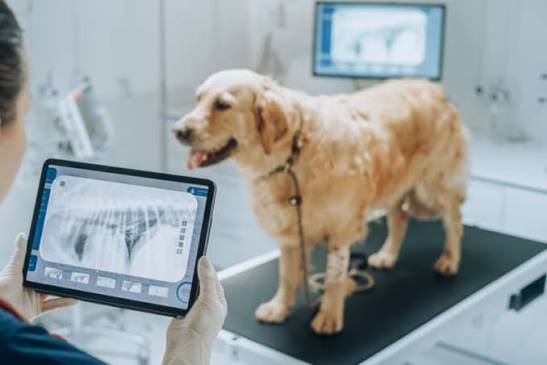 pet radiolgy