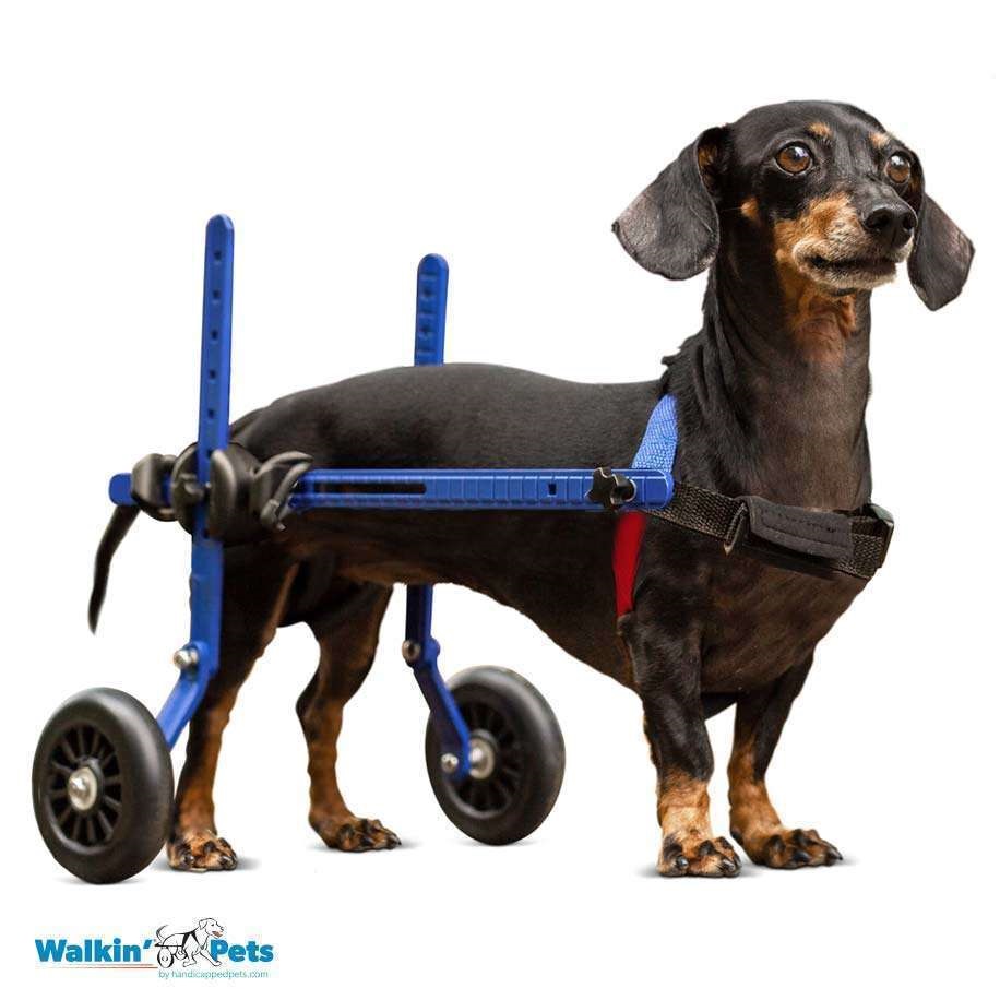 walkin-wheels-dachshund-wheelchair-dog-wheel-chair-walkin-wheels-silver-circle-pets-4634435_1800x1800