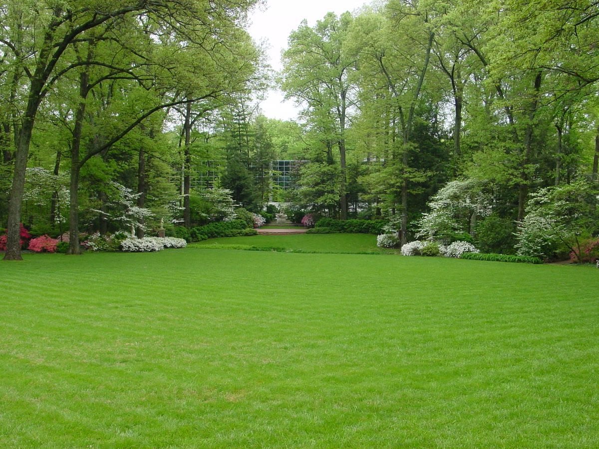 Natural green grass for garden