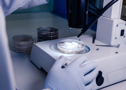 Embryo Freezing
