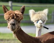 imgi_89_friendly-alpacas-interaction-marmora-retreat
