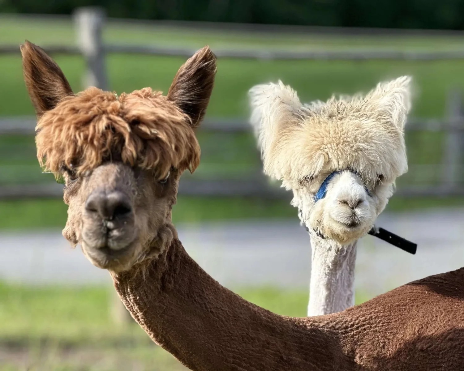imgi_89_friendly-alpacas-interaction-marmora-retreat
