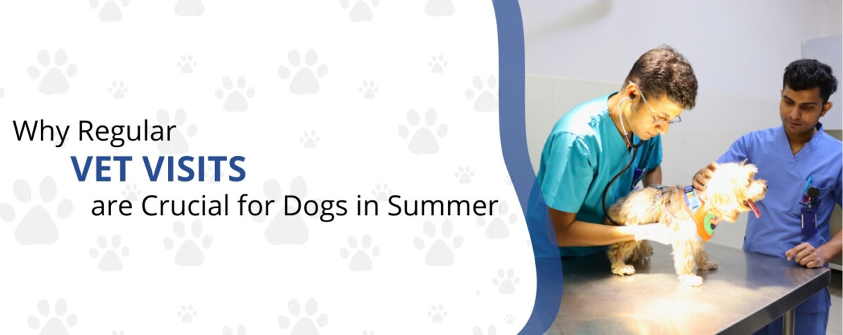 Dog Cataract Surgery