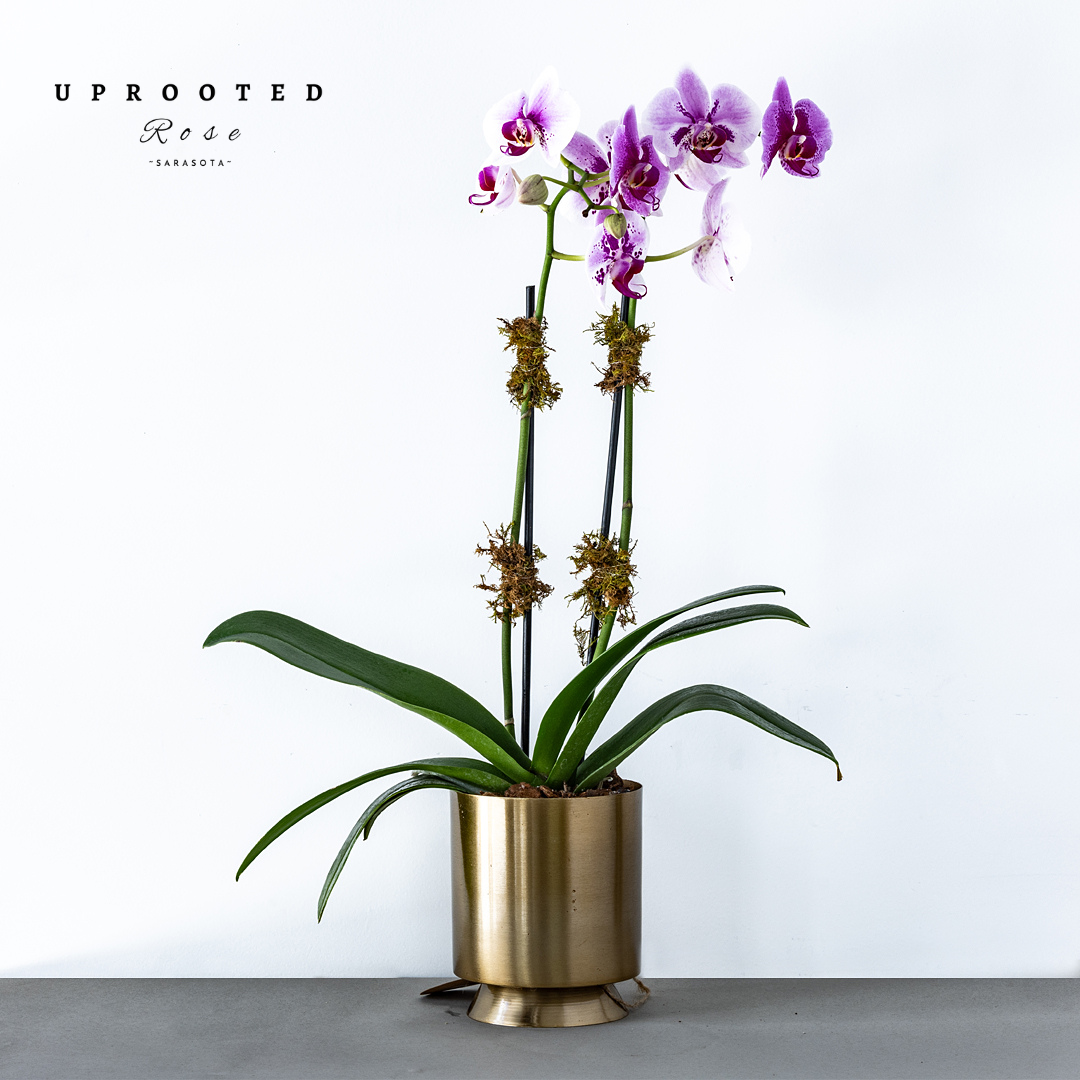 Green_Aesthetic_Flower_Arrangements_DIY_Workshop_Poster_1080_x_1080_px_13_e2581e2e-81ee-4ec7-b729-8b0263a52c66