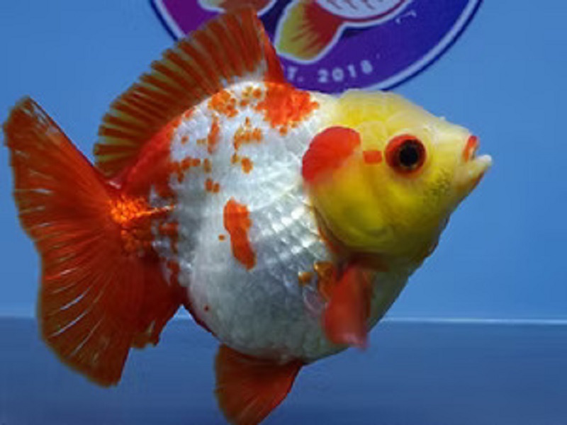 Best Fancy Goldfish in Austin