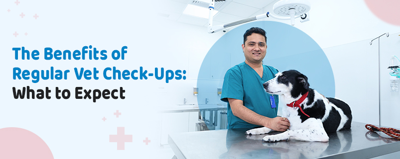 Vet Near Me -CGS Hospital