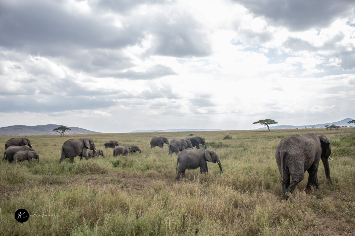 ketsafaris.com-Tanzania-57 (4)