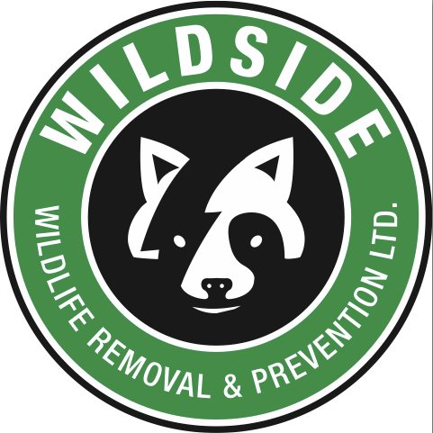 wildsidewildliferemoval.ca