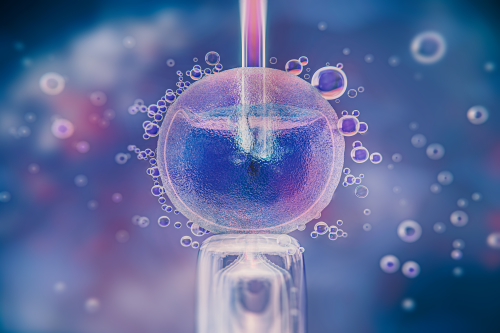 IVF Eggs
