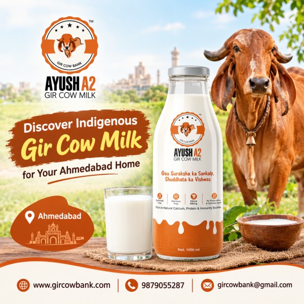 Discover Indigenous Gir Cow Milk for Your Ahmedabad Home